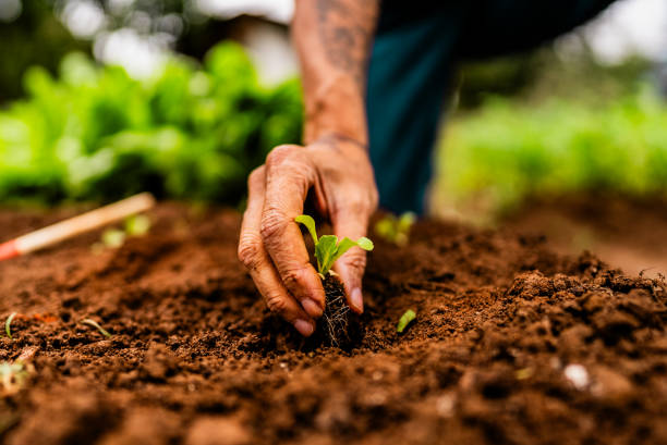 Agricultural Development